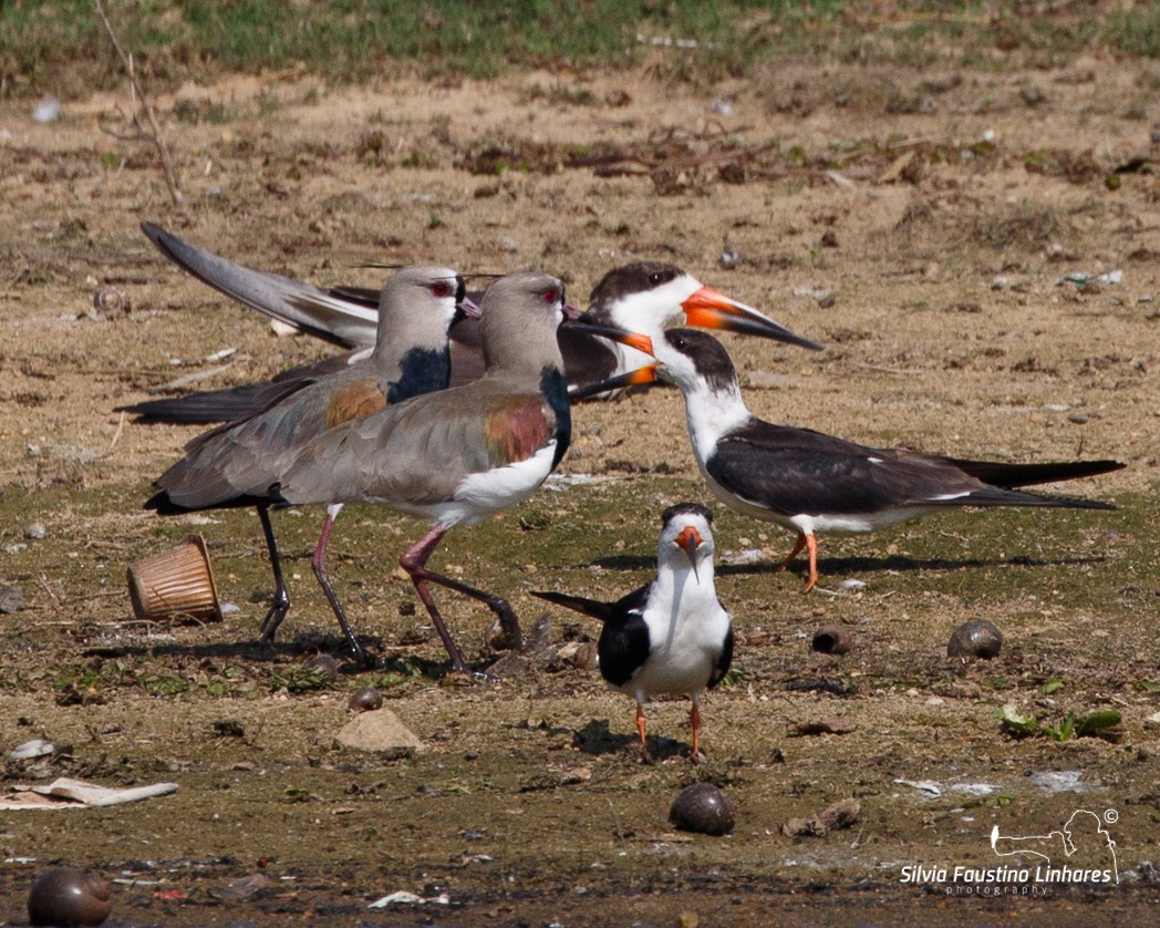 Southern Lapwing - ML106604921