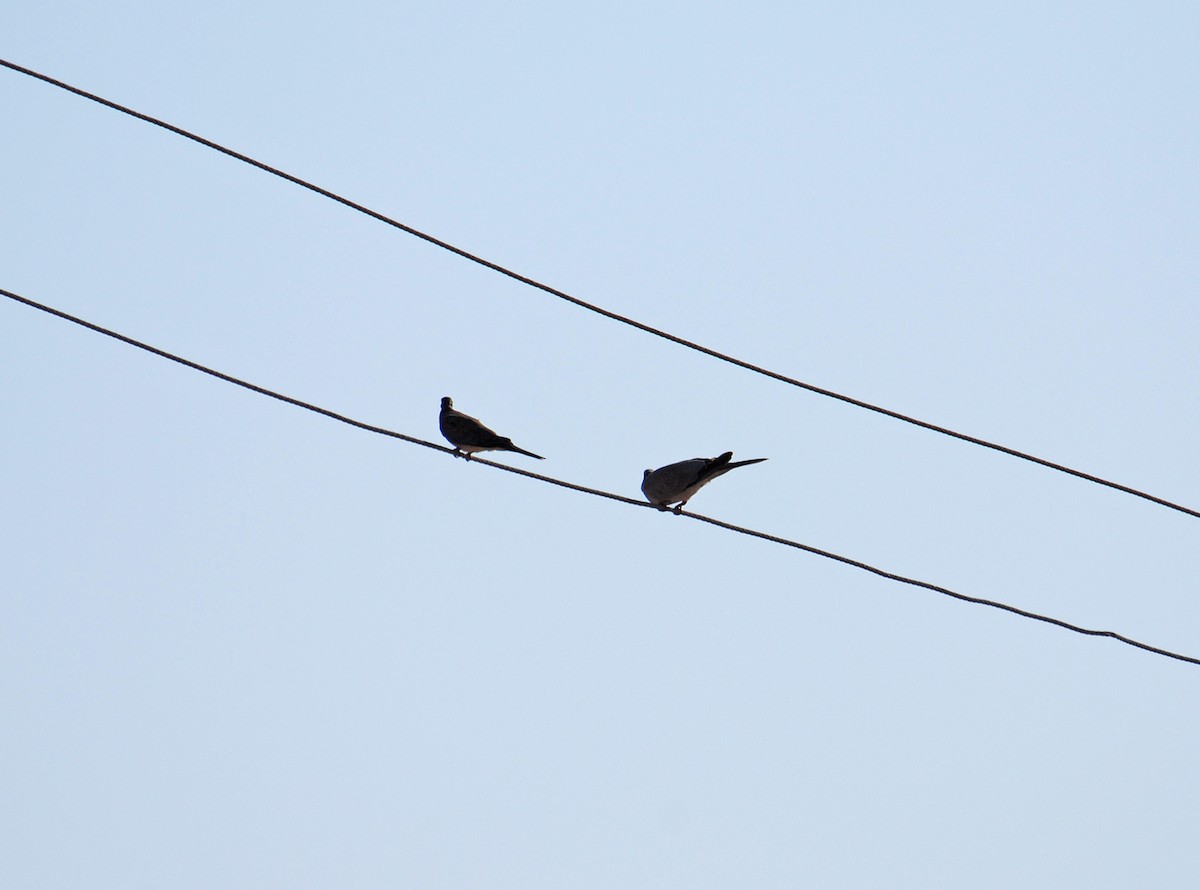 African Collared-Dove - ML106605901