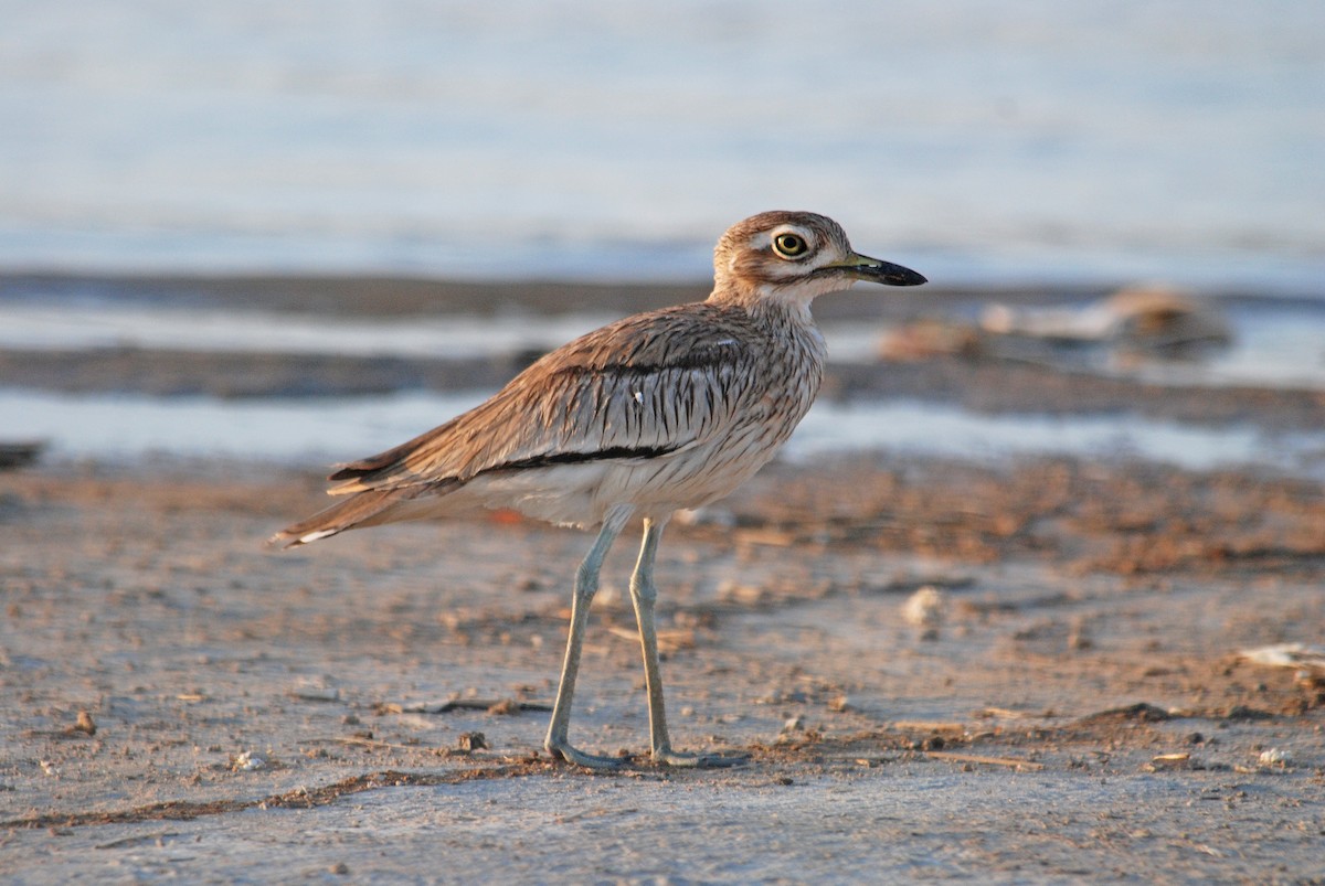 Senegal Thick-knee - Ray Scally