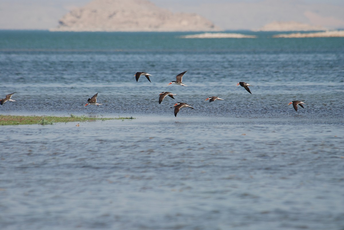 African Skimmer - Ray Scally