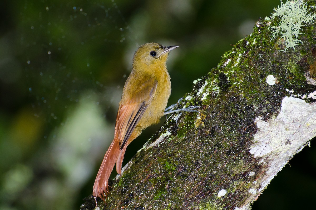 Olivaceous Woodcreeper - ML106608061