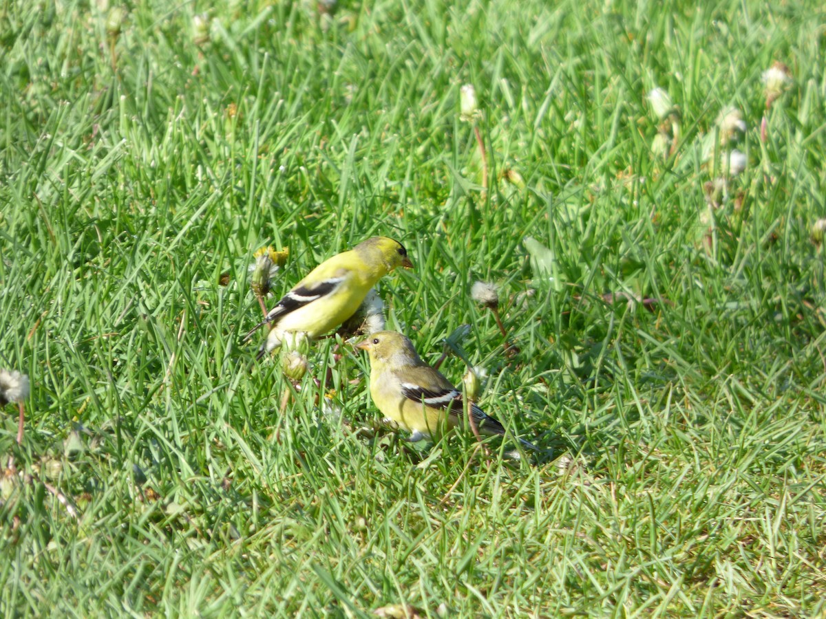 American Goldfinch - ML106609141