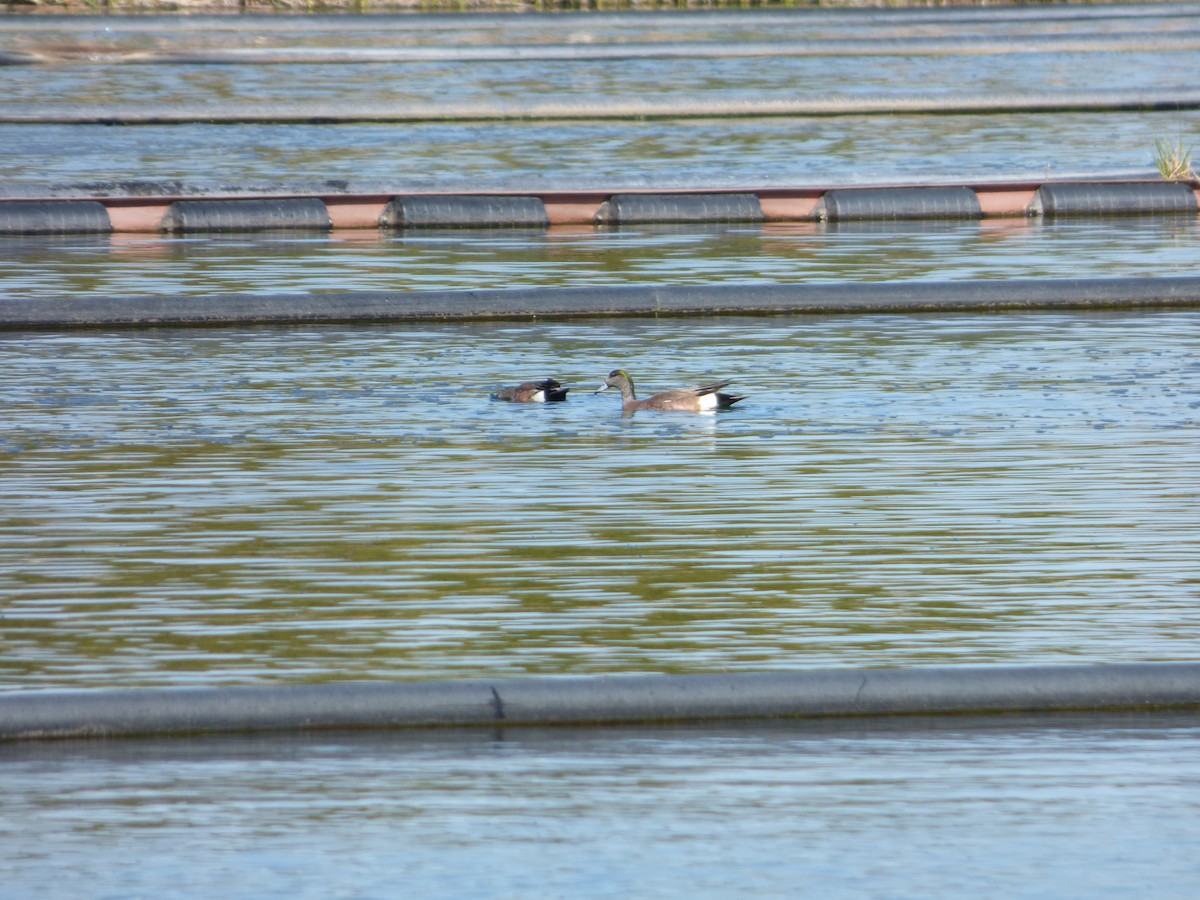 Canard d'Amérique - ML106609151