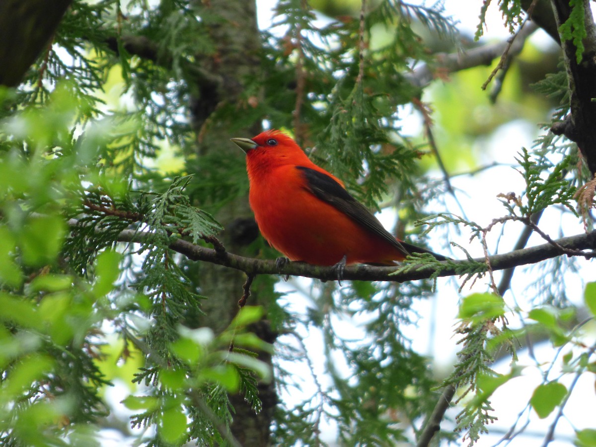 Scarlet Tanager - ML106609221