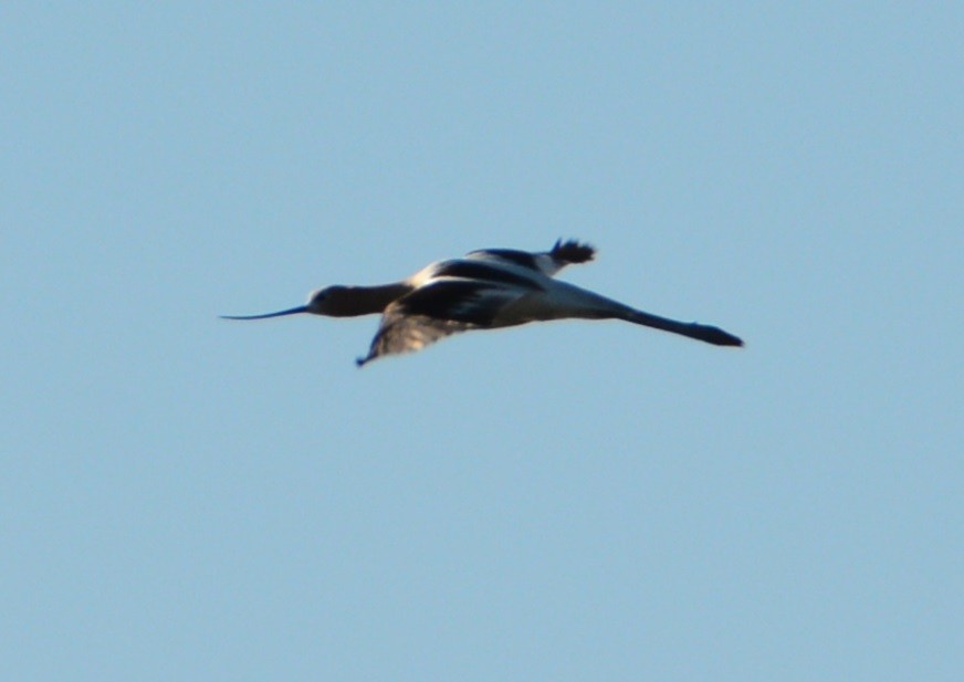 American Avocet - ML106609321