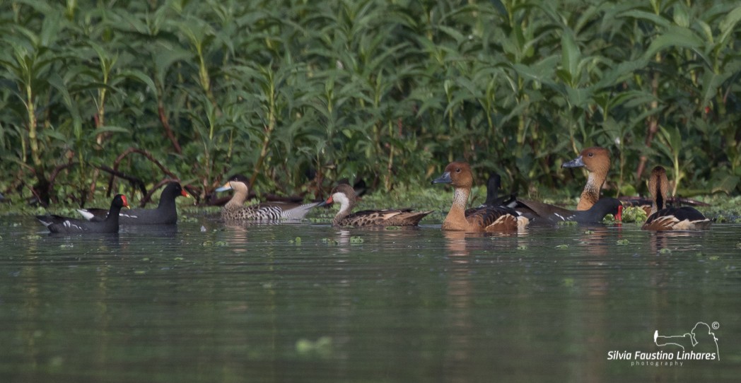 Silver Teal - Silvia Faustino Linhares