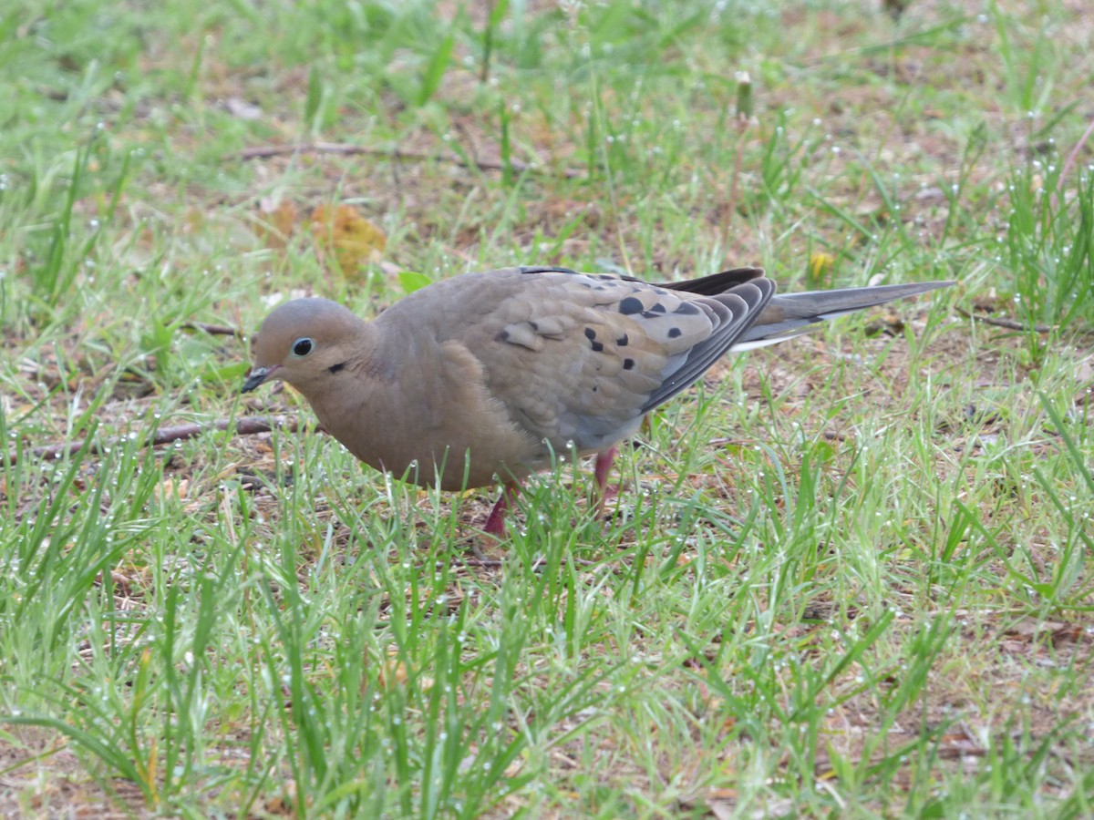Mourning Dove - Bill Crins