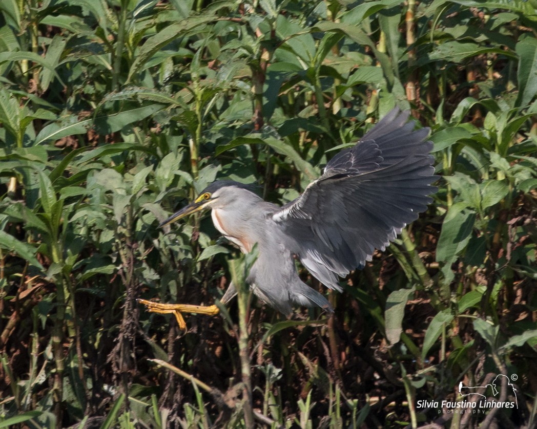 Striated Heron - Silvia Faustino Linhares