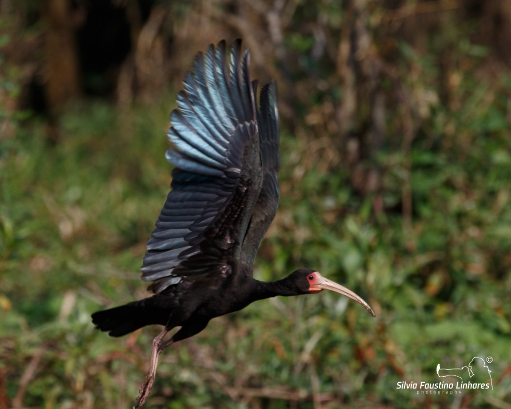 Bare-faced Ibis - Silvia Faustino Linhares