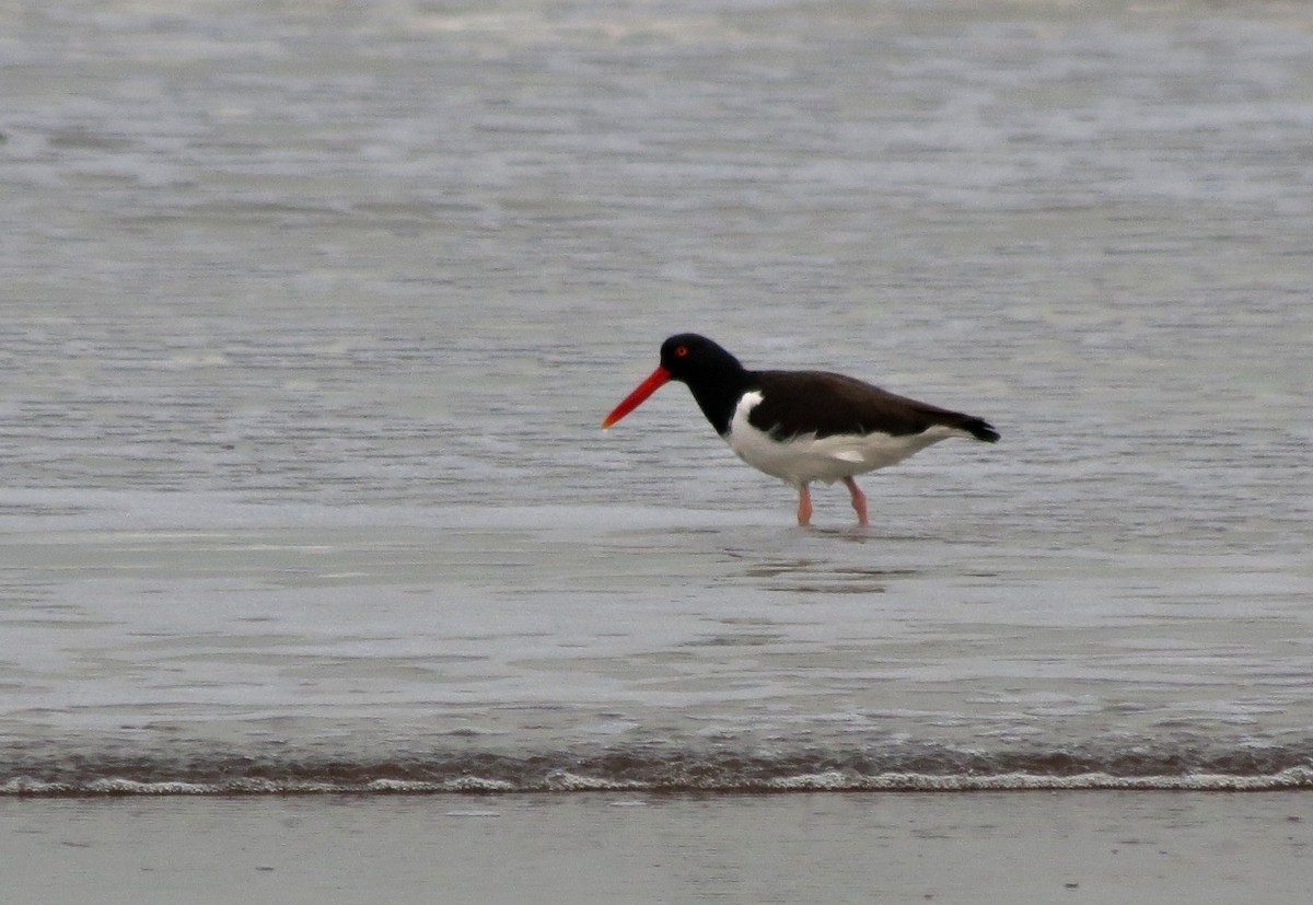 American Oystercatcher - ML106610941