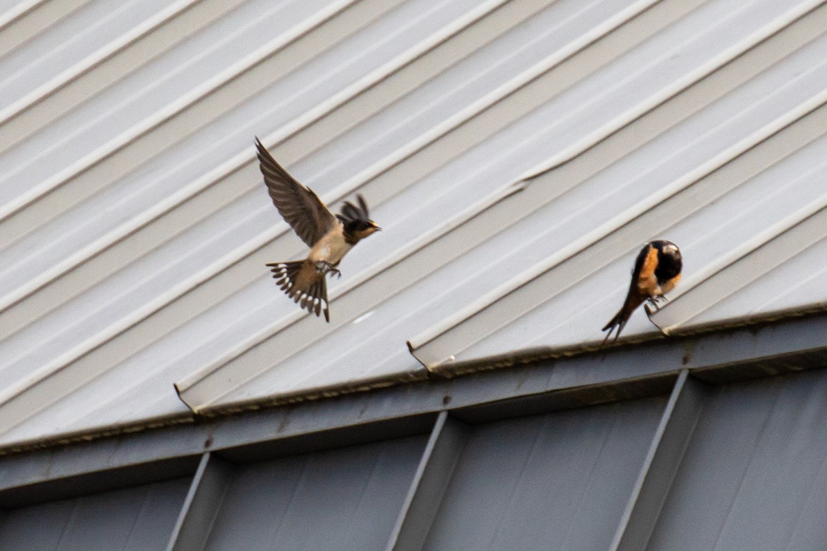 Barn Swallow - ML106610971