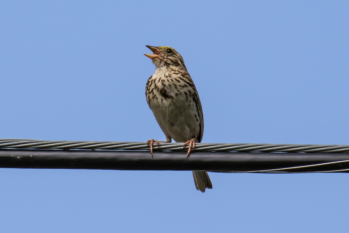 Savannah Sparrow - ML106611041