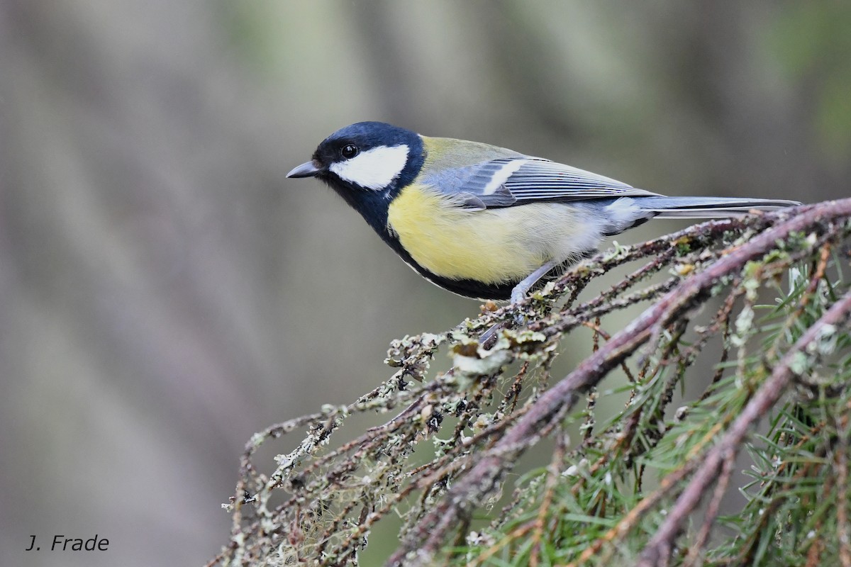 Mésange charbonnière - ML106611371