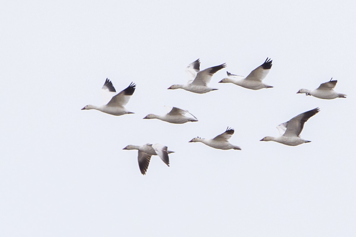 Snow Goose - ML106611561