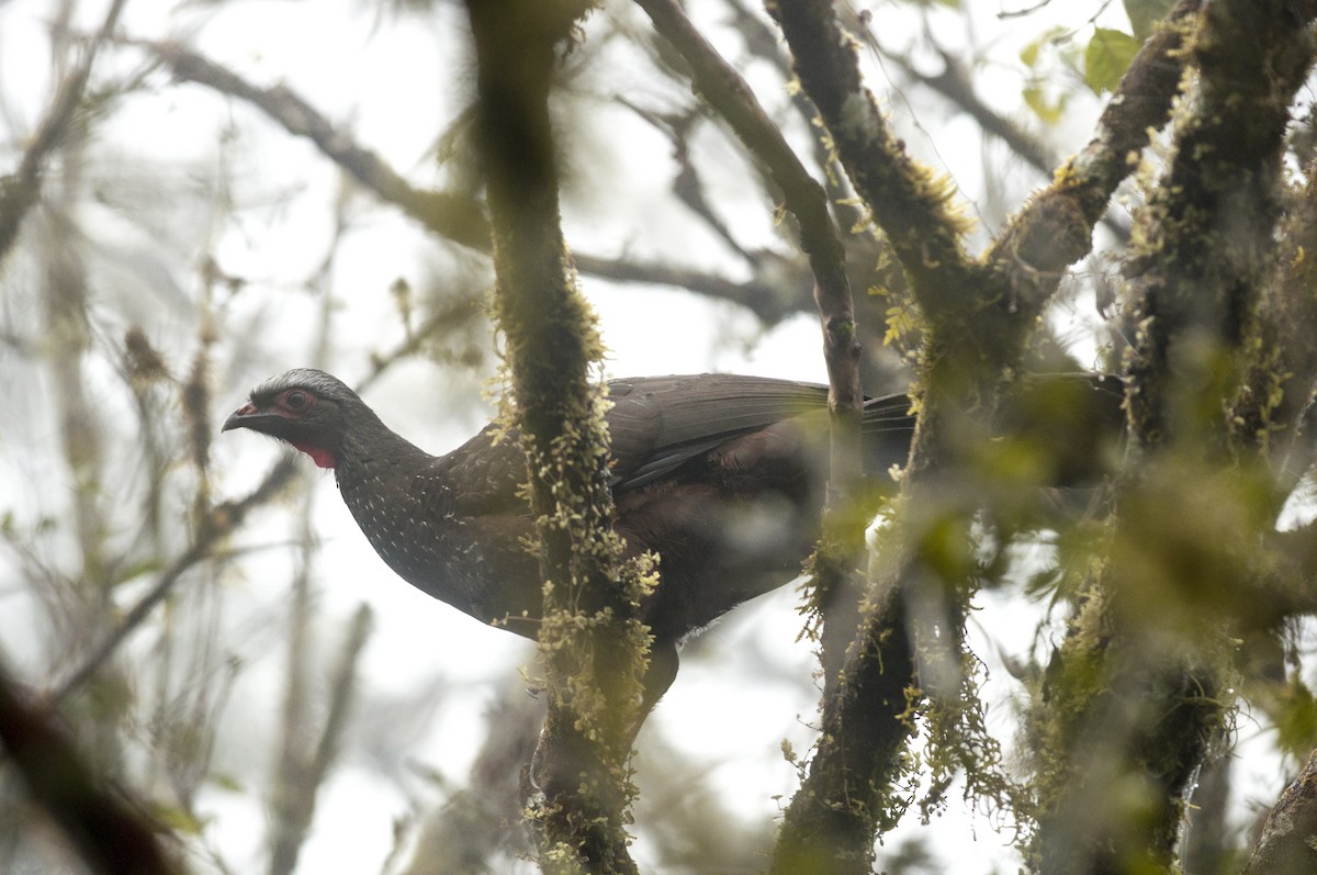 Red-faced Guan - ML106611611