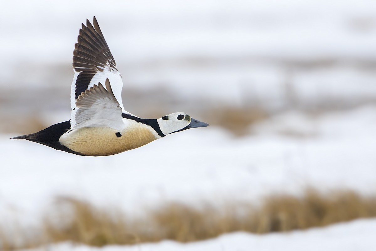 Steller's Eider - Anonymous