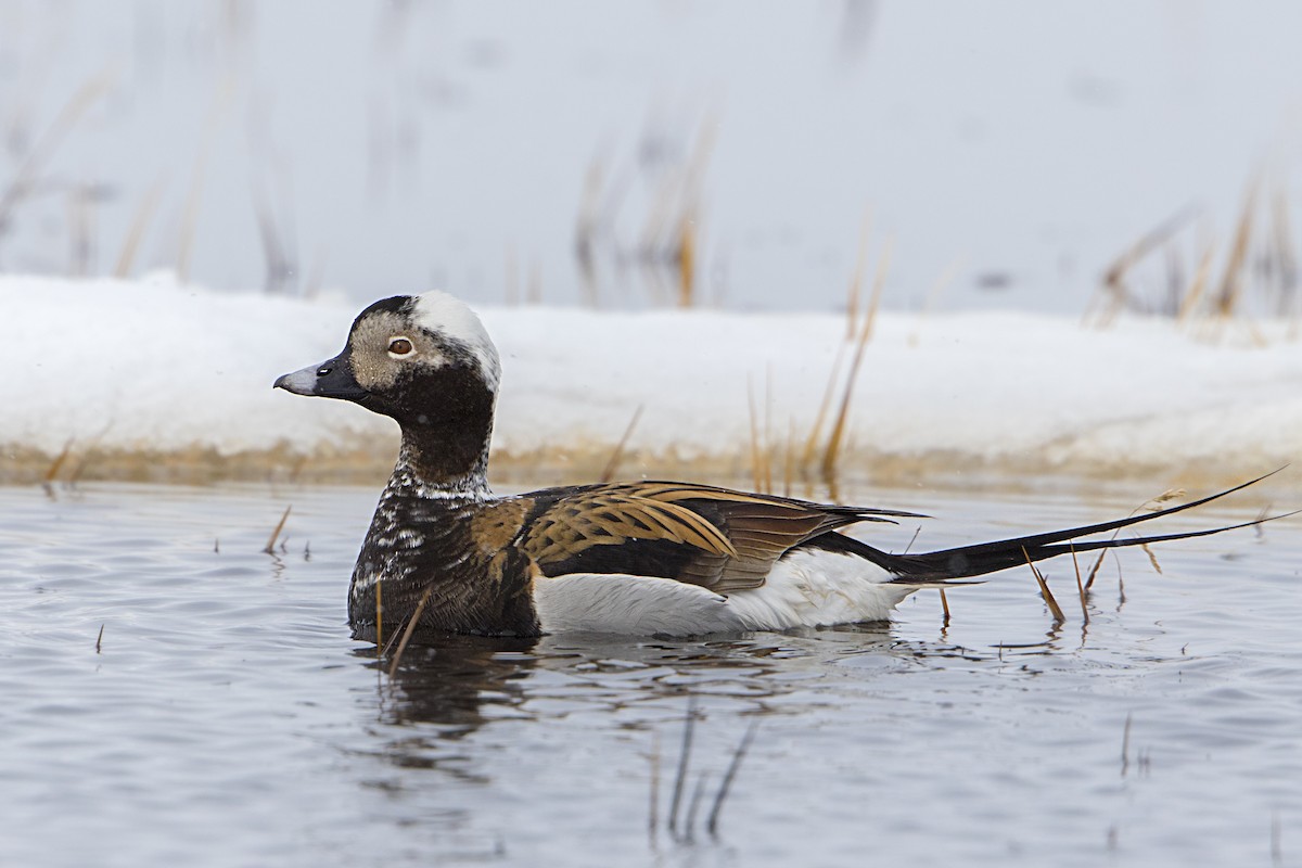 Long-tailed Duck - Bradley Hacker 🦜