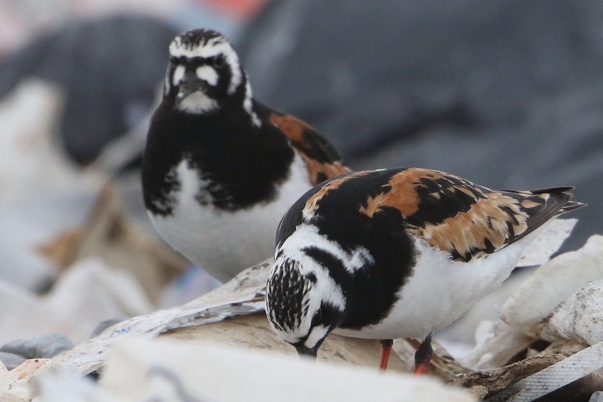 Ruddy Turnstone - ML106611941