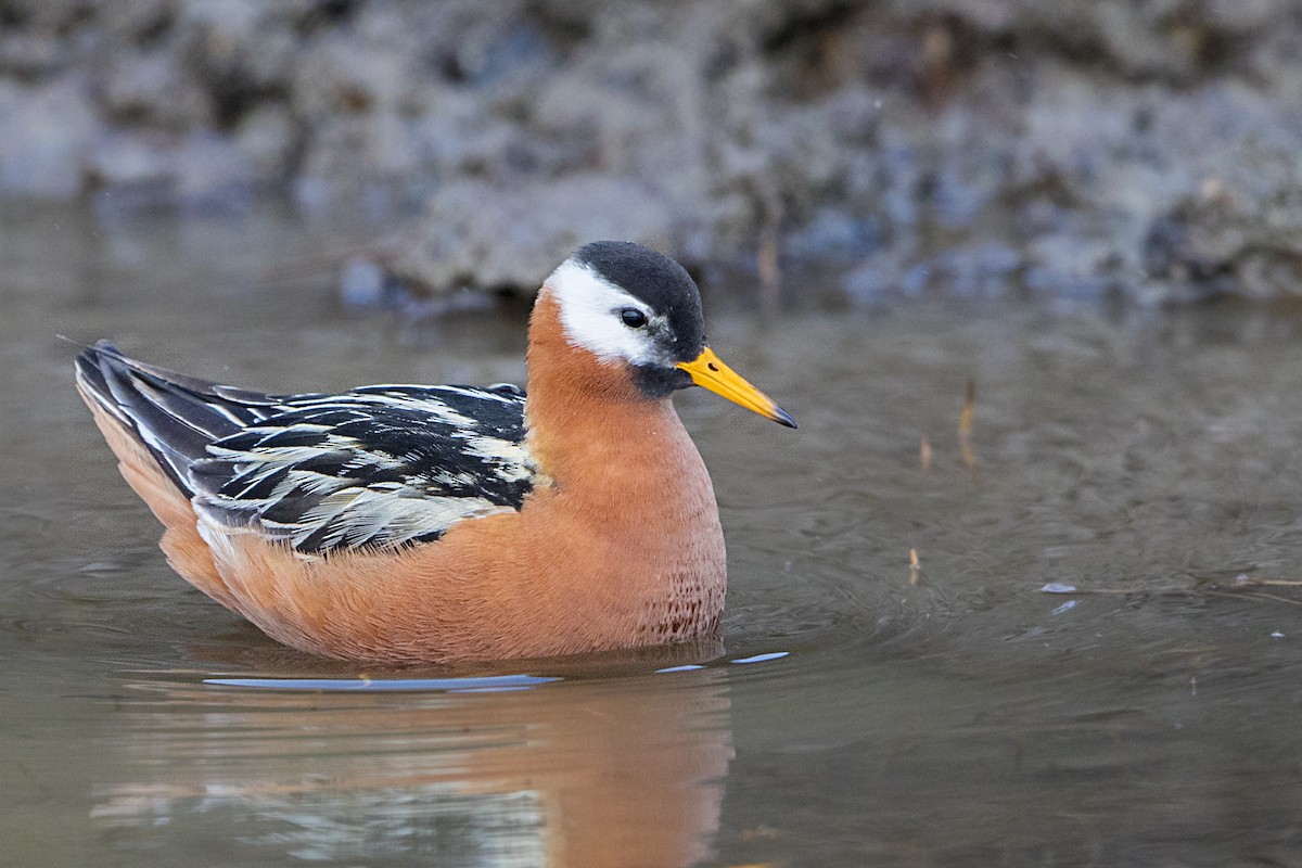 Phalarope à bec large - ML106612161