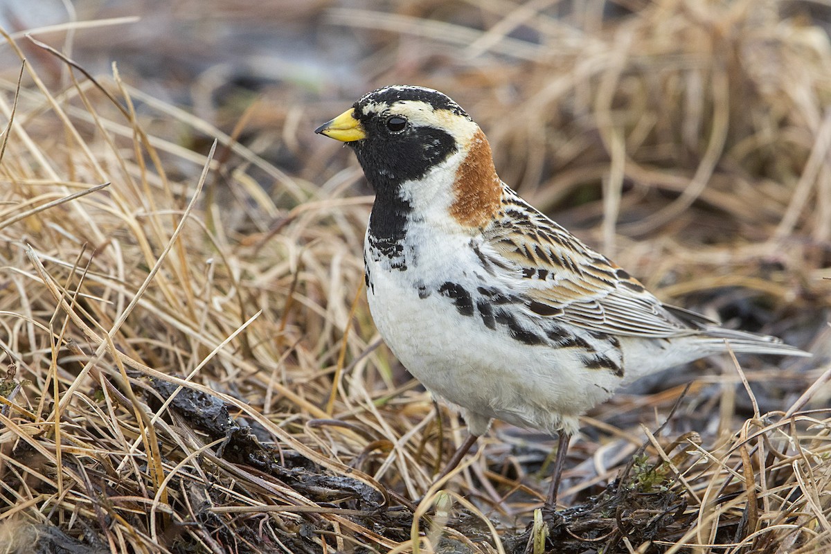 Lapland Longspur - Bradley Hacker 🦜