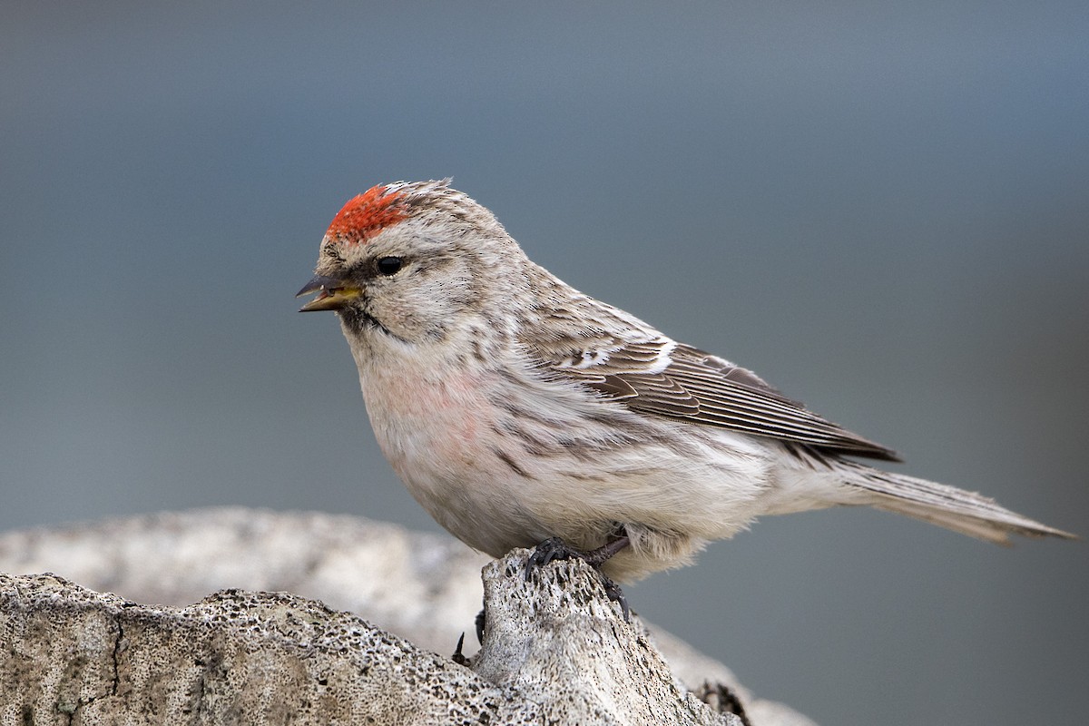 Redpoll (Hoary) - ML106612331