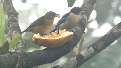 Golden-collared Honeycreeper - ML106613981