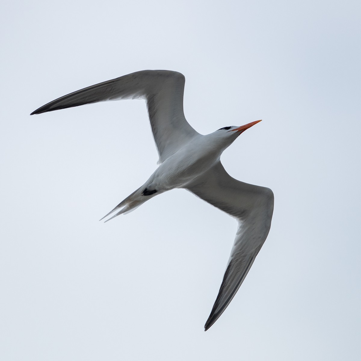 Royal Tern - ML106614401