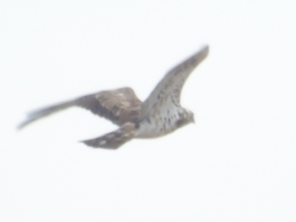 Short-toed Snake-Eagle - Isabel Climent Aroz