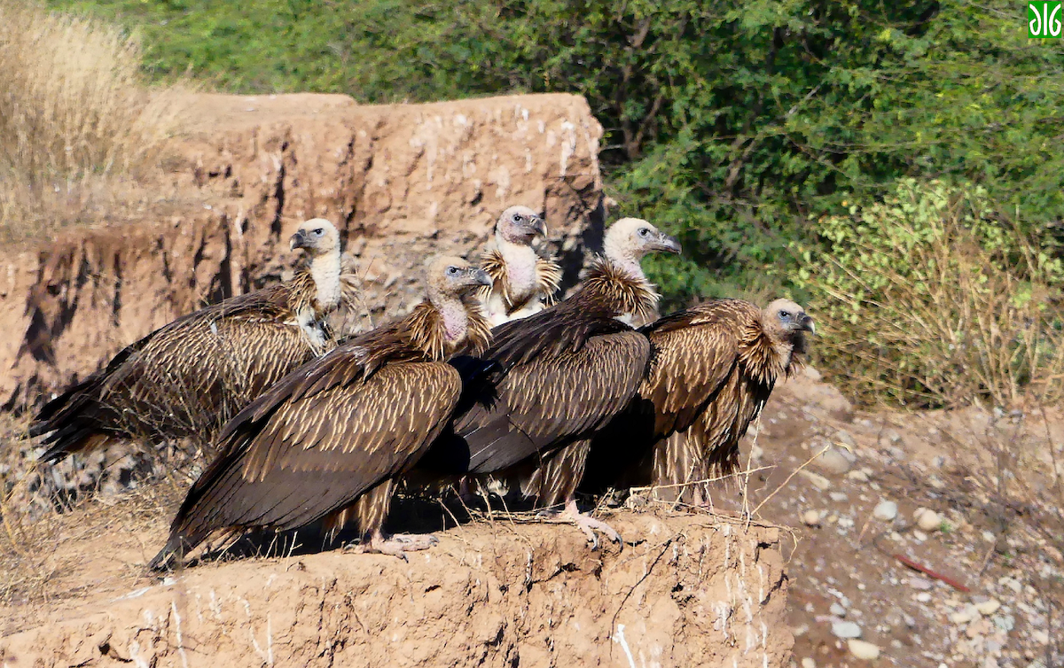 Himalayan Griffon - ML106614961