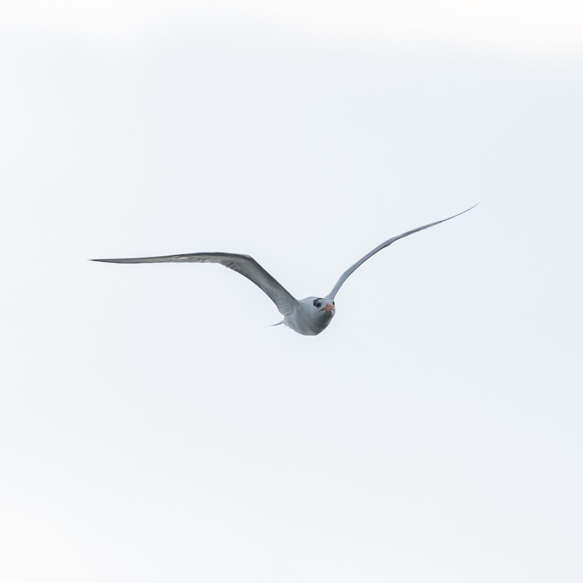 Royal Tern - ML106615621