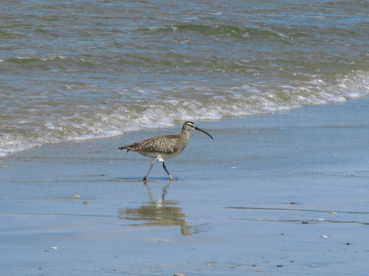 Whimbrel - Sarah Spotten