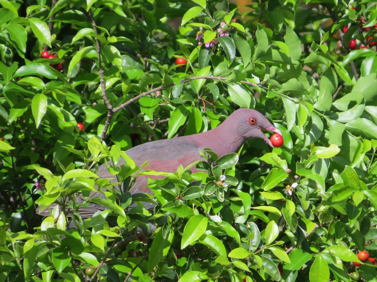 Pigeon à bec rouge - ML106615891