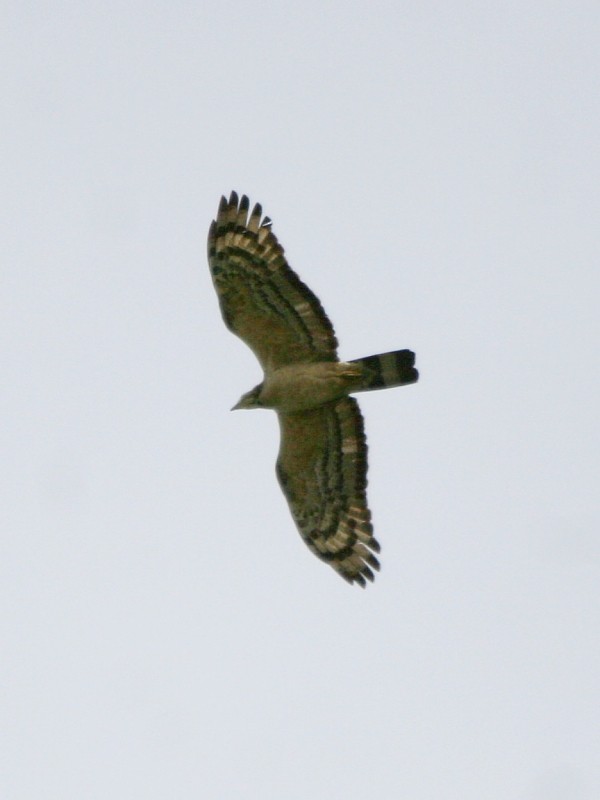 Oriental Honey-buzzard (Northern) - ML106615961