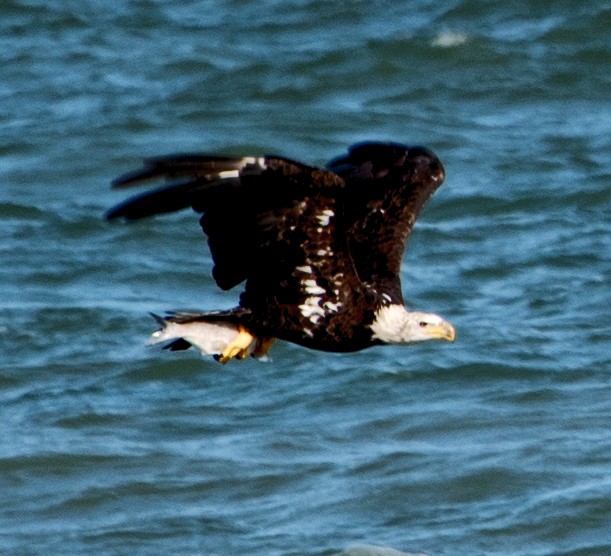 Bald Eagle - ML106616661