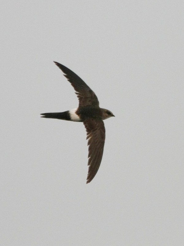 Pacific Swift - ML106617821