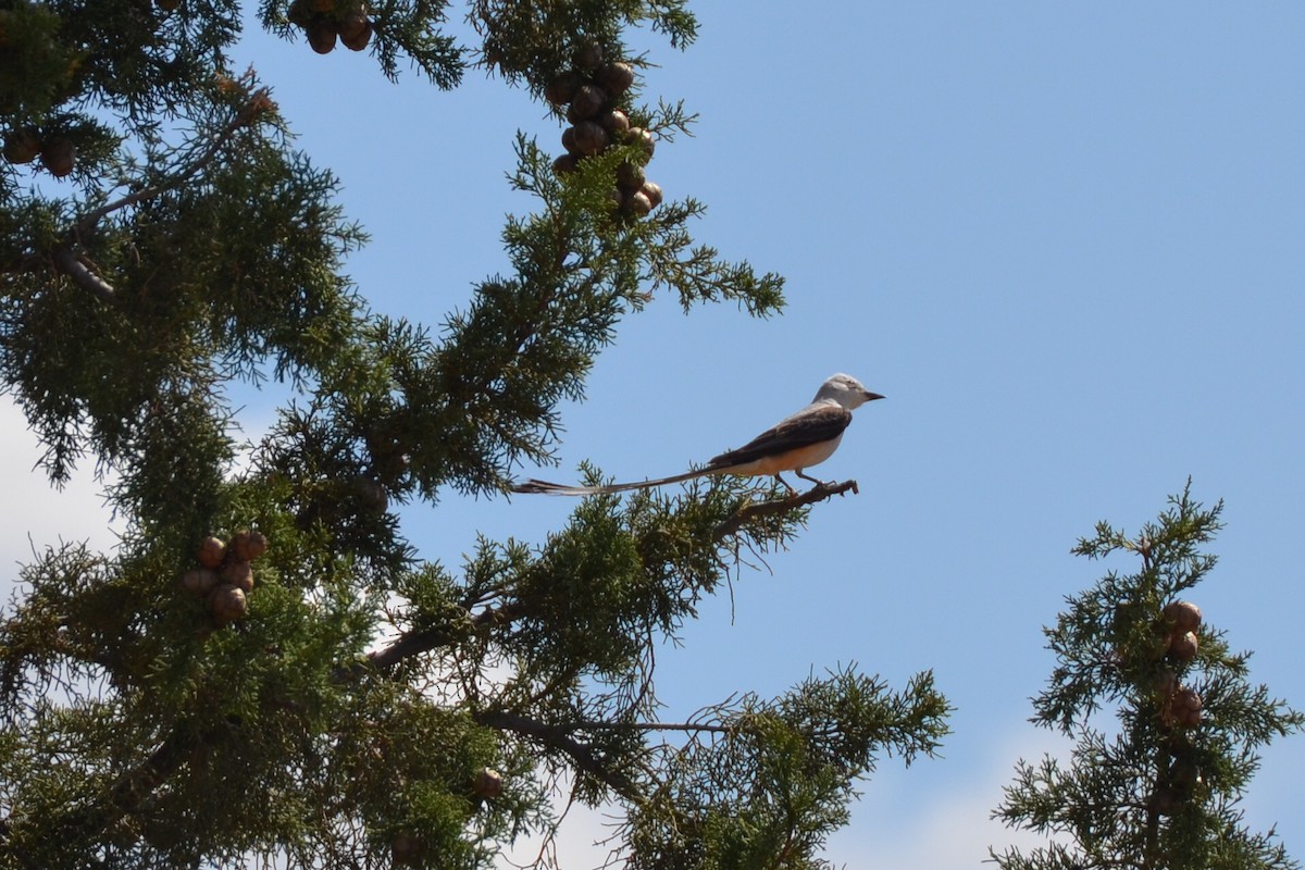 Scissor-tailed Flycatcher - Michael Turso