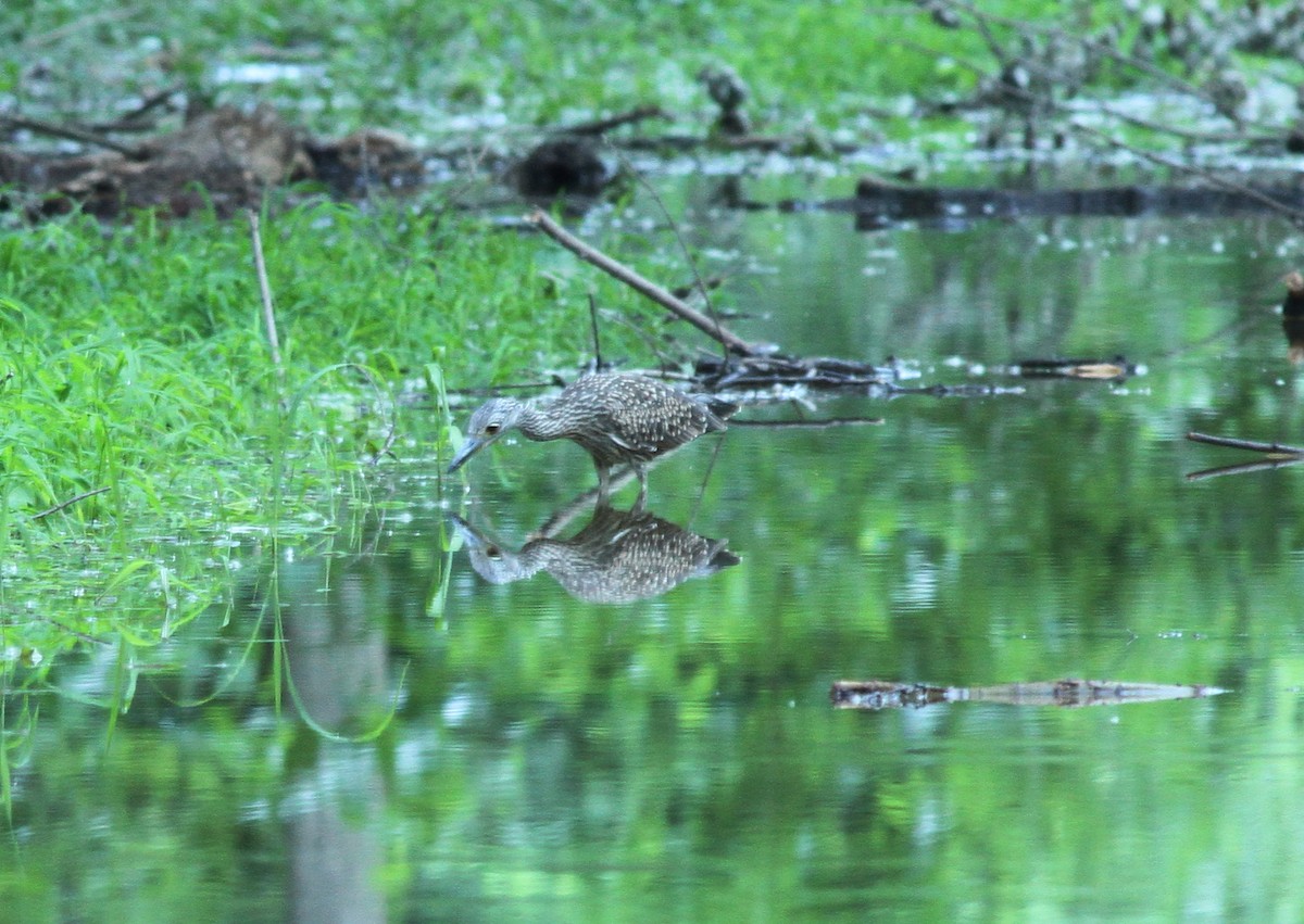 Yellow-crowned Night Heron - ML106618881