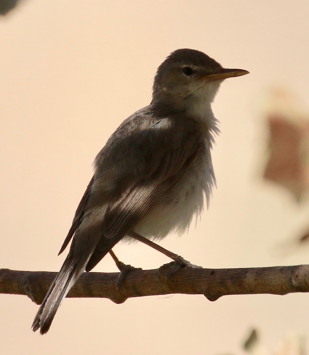 Eastern Olivaceous Warbler - ML106621051