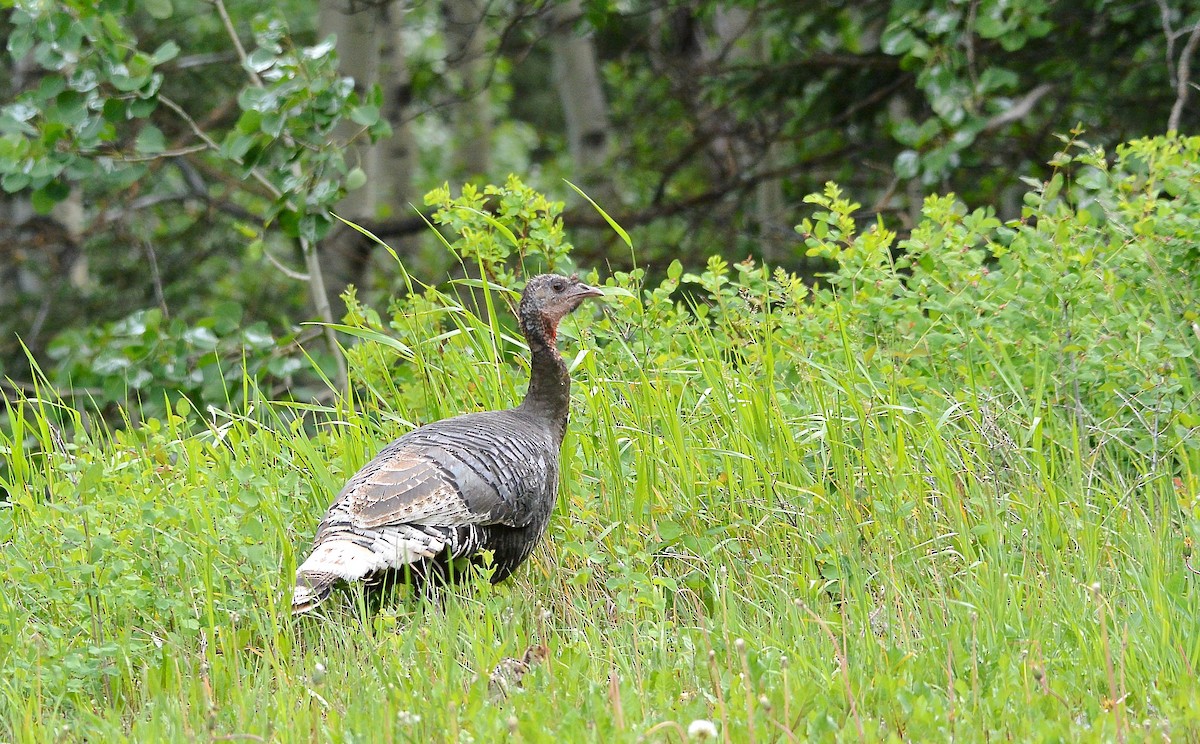 Wild Turkey - Gerry Fox