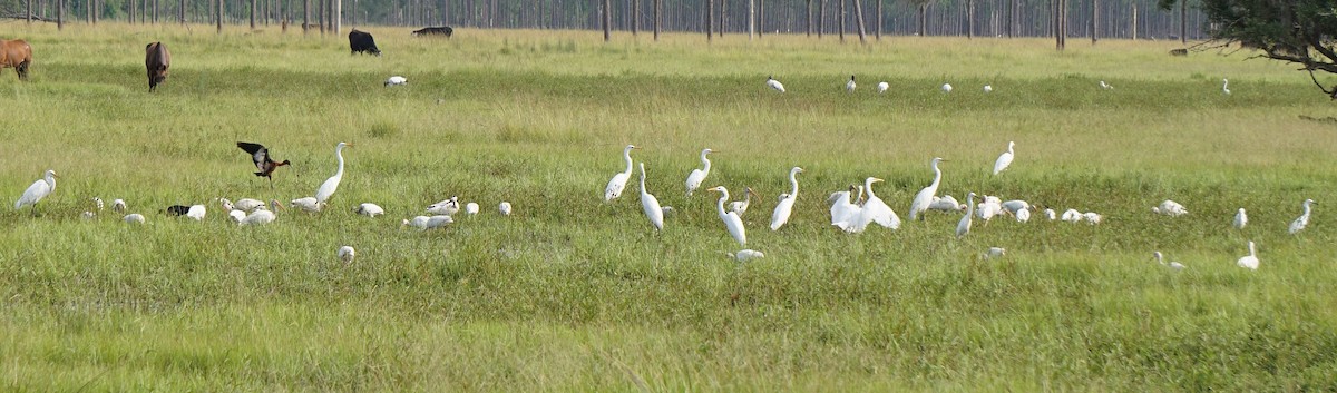 Great Egret - Kye Ewing