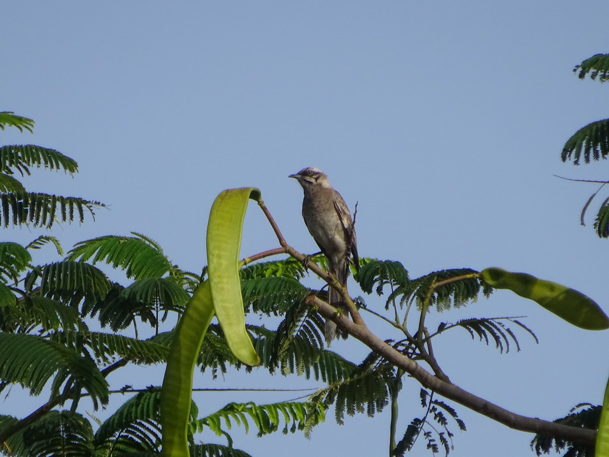 Long-tailed Mockingbird - Hugo Luzi