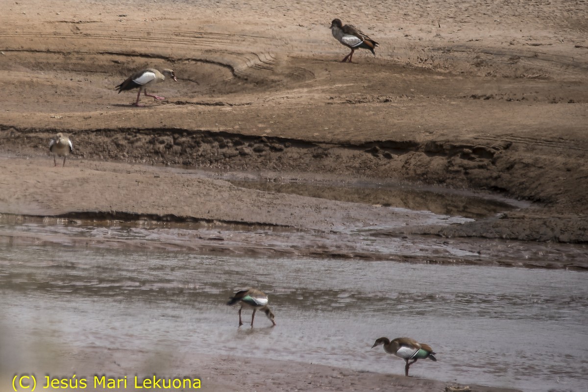 Egyptian Goose - ML106624651