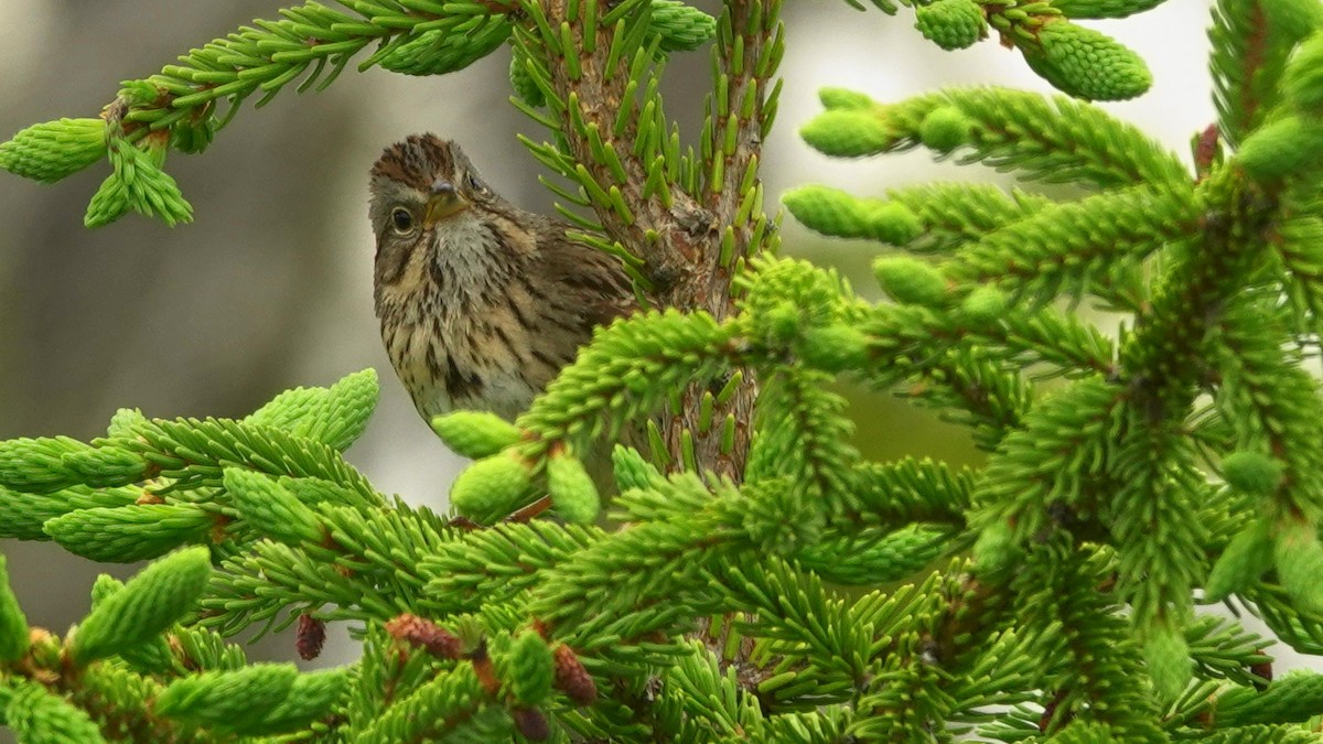 Lincoln's Sparrow - Barry Day