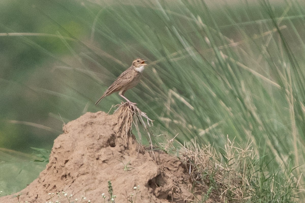 Singing Bushlark (Singing) - Ramit Singal