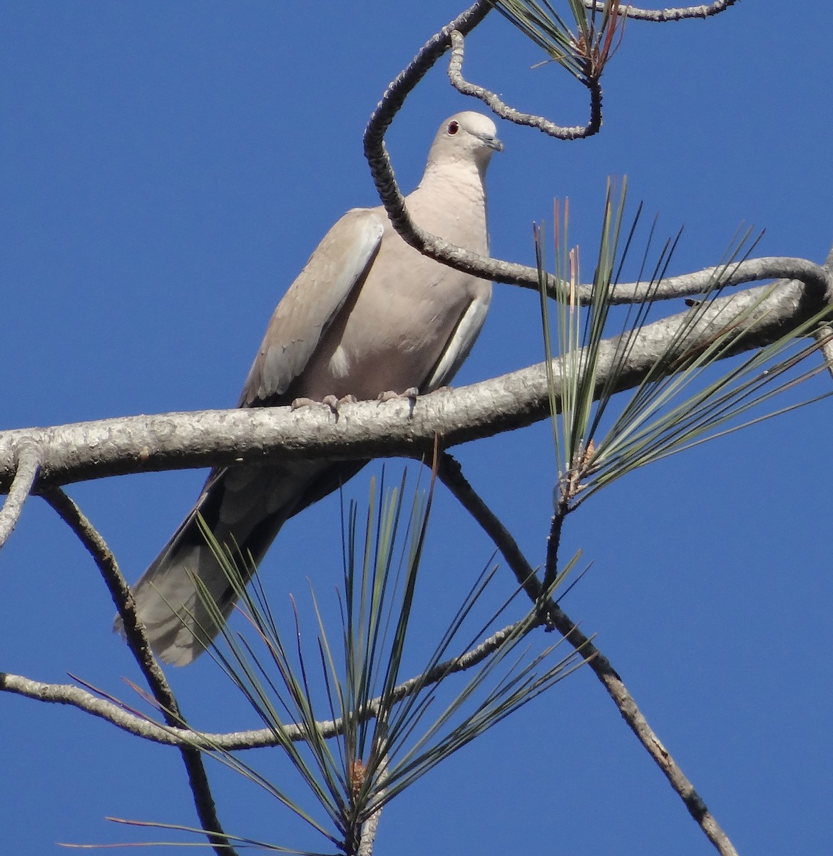 Eurasian Collared-Dove - Cara Barnhill