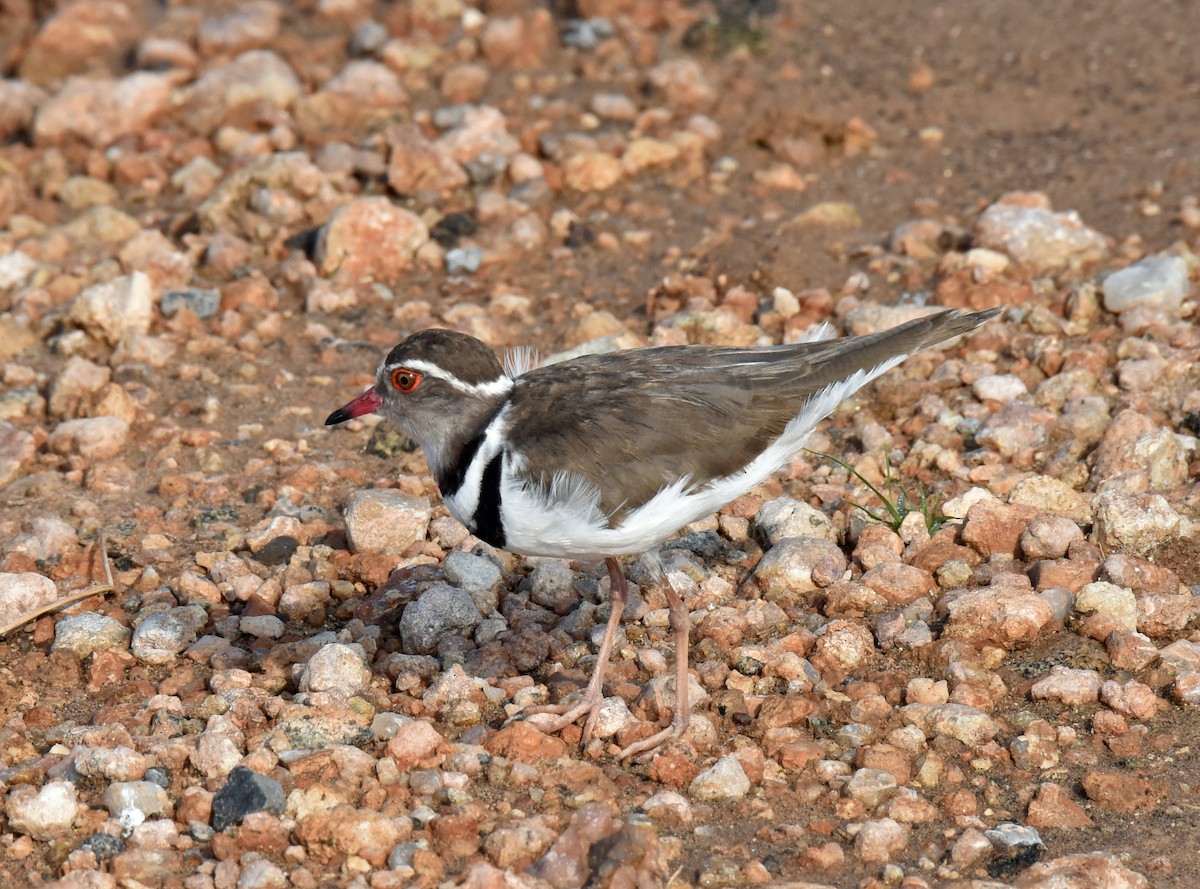 Three-banded Plover - ML106625961