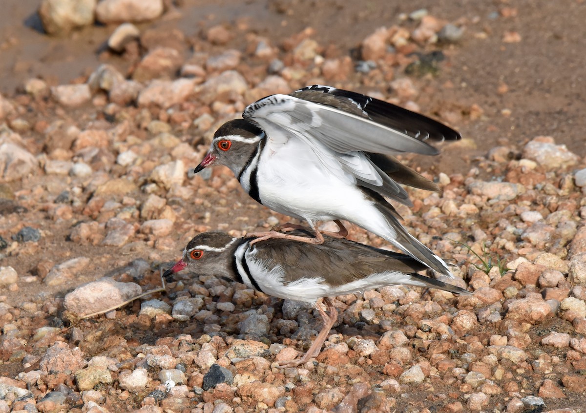 Three-banded Plover - ML106626381