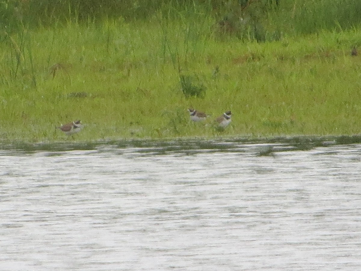 Semipalmated Plover - ML106628591