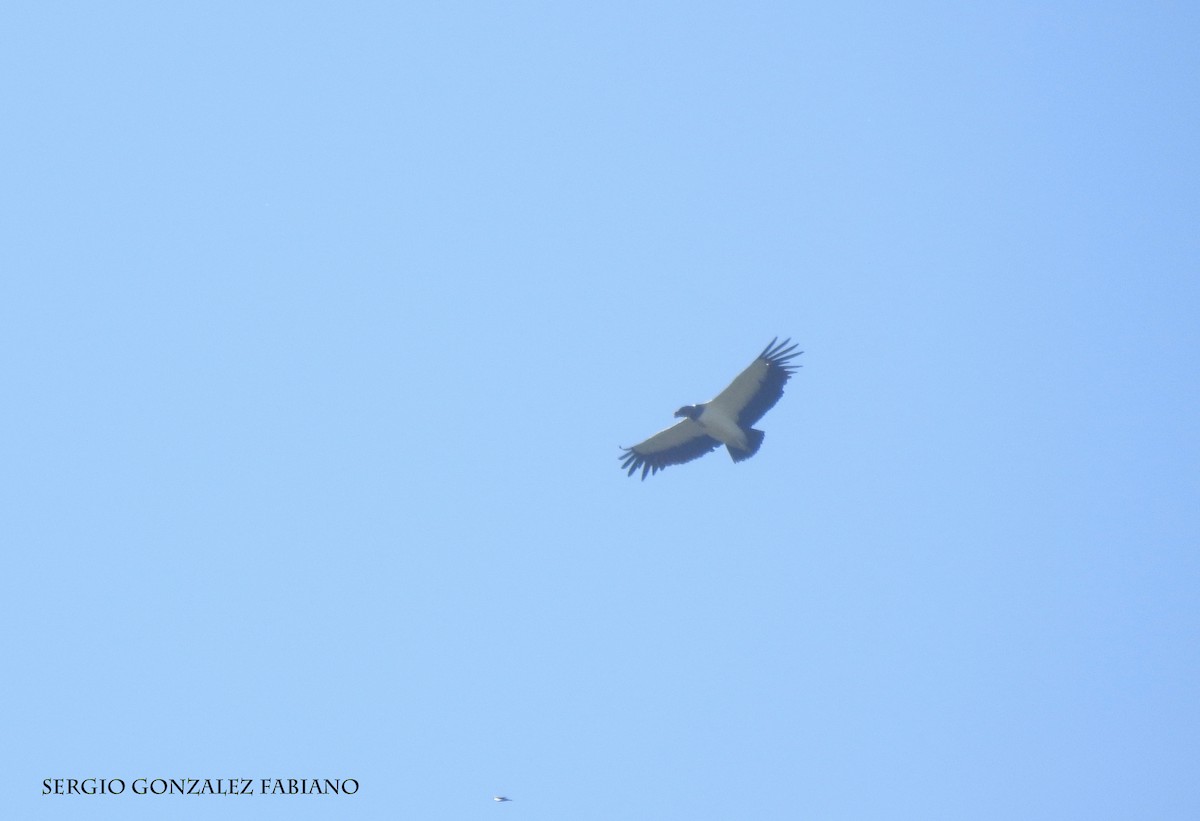 King Vulture - ML106629221