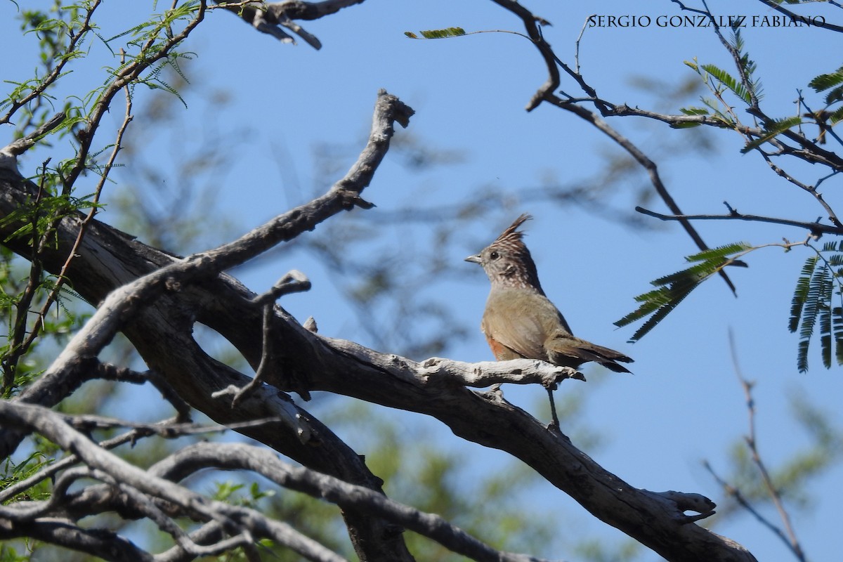 Crested Gallito - ML106629261
